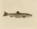 Image of Trout taken through the ice